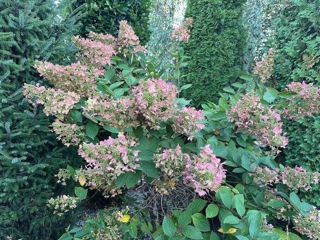 dom wolnostojący, 4 pokoje Bielsko-Biała Lipnik, Władysława Kiernika. Zdjęcie 162