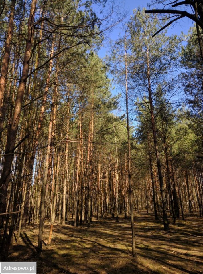 Działka leśna Sokolniki-Las, ul. Piaski Wróblewskie