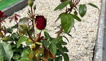 Działka rod Gniezno, ul. Wrzesińska