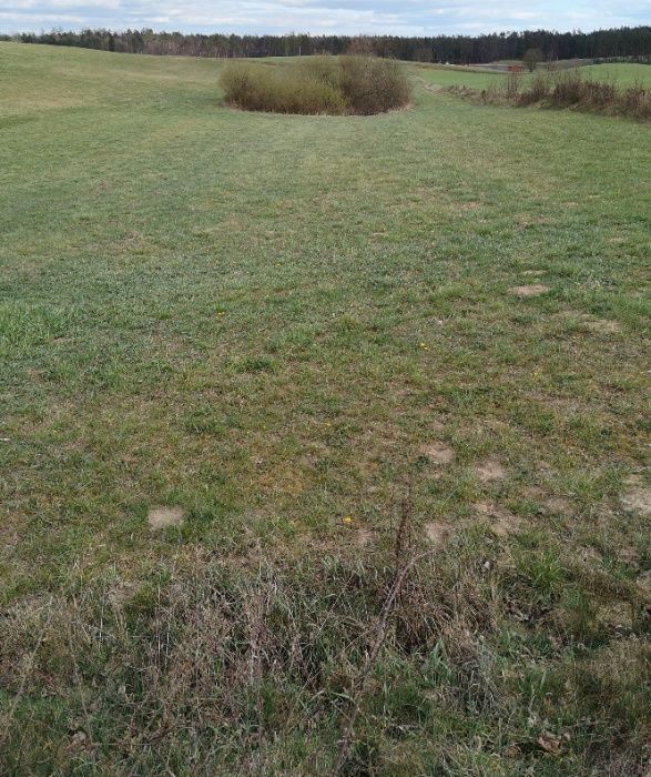 Działka siedliskowa Dziemiany. Zdjęcie 3