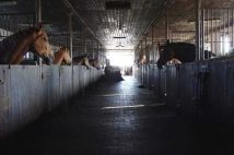 gospodarstwo Łubki. Zdjęcie 1