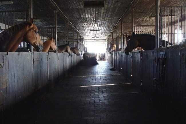 gospodarstwo Łubki. Zdjęcie 2