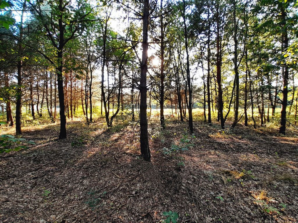 Działka Sulejówek, ul. Świętojańska. Zdjęcie 6