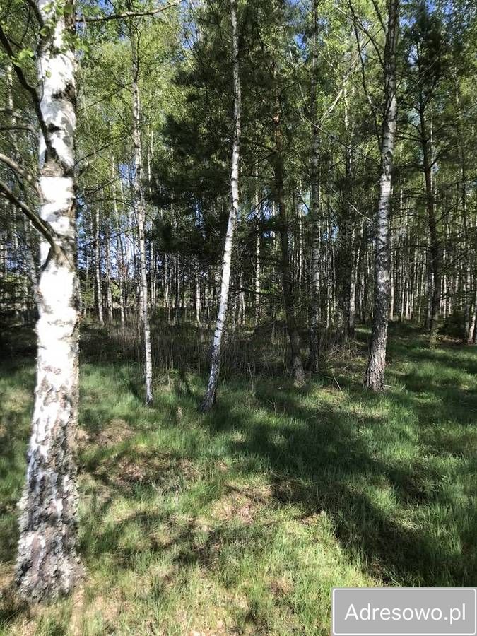 Działka leśna Werpol. Zdjęcie 10