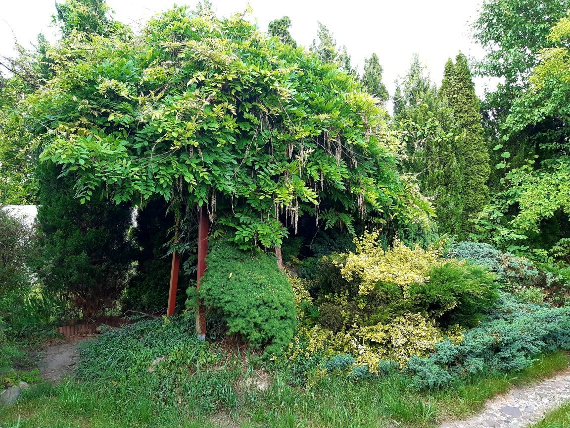 Działka rod Zielona Góra Centrum. Zdjęcie 7
