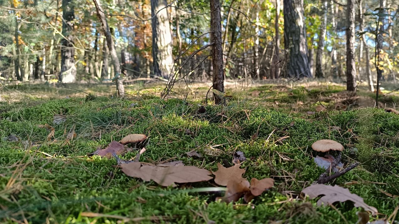 Działka budowlana Dzierzgówek. Zdjęcie 7