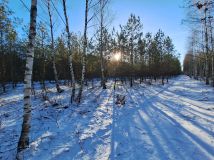 Działka leśna Połoń. Zdjęcie 3