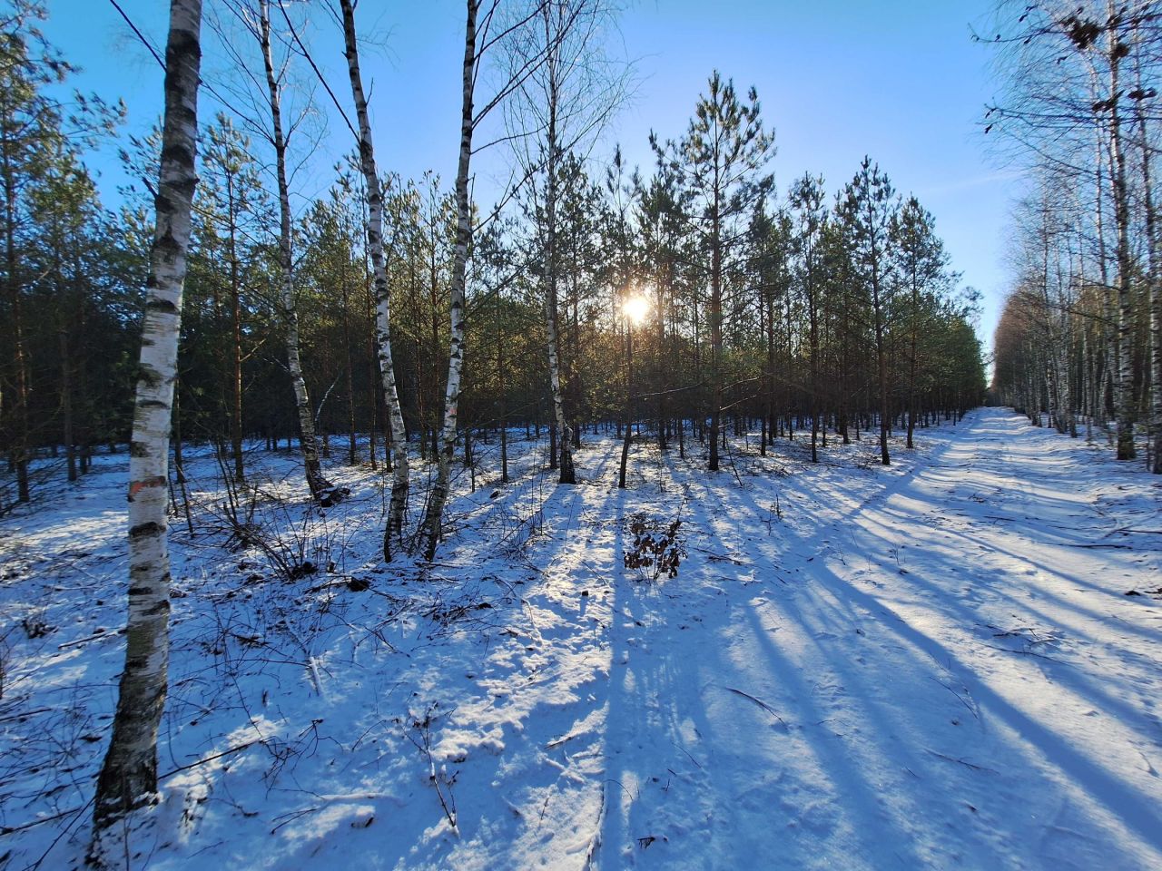 Działka leśna Połoń. Zdjęcie 4