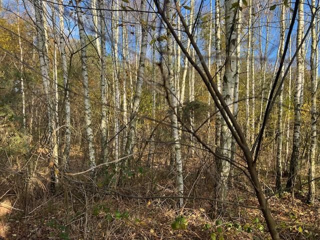 Działka leśna Stara Huta. Zdjęcie 9