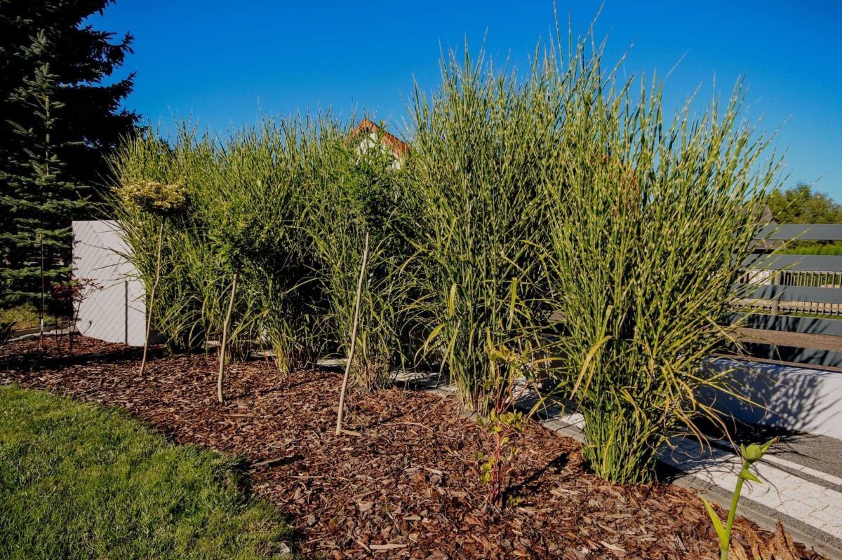 dom wolnostojący, 5 pokoi Iława, ul. Lipowy Dwór. Zdjęcie 13