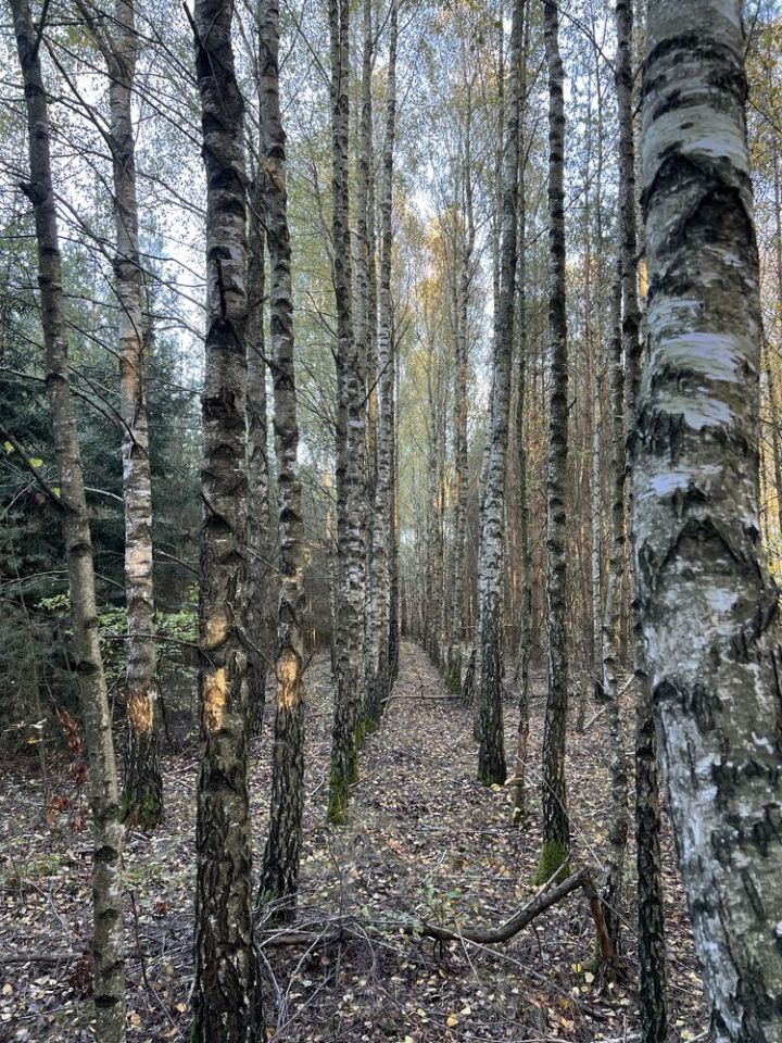 Działka leśna Marianka. Zdjęcie 4