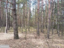 Działka leśna Połoń. Zdjęcie 3