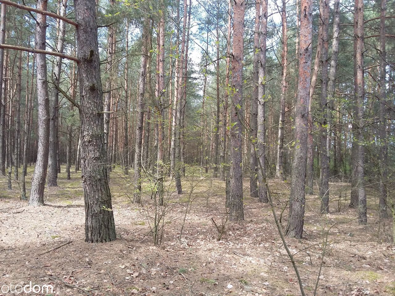 Działka leśna Połoń. Zdjęcie 4