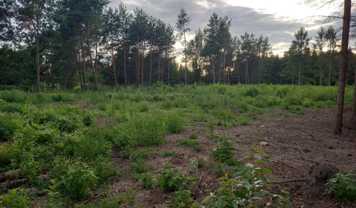 Działka budowlana Dąbrowa