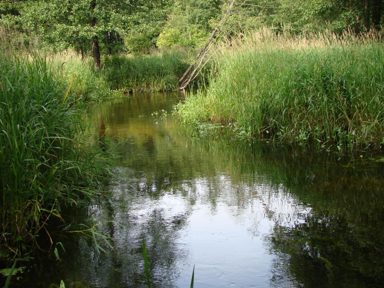 Działka rolno-budowlana Stanowisko. Zdjęcie 3