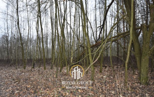 Działka leśna Jawidz Gajówka. Zdjęcie 5