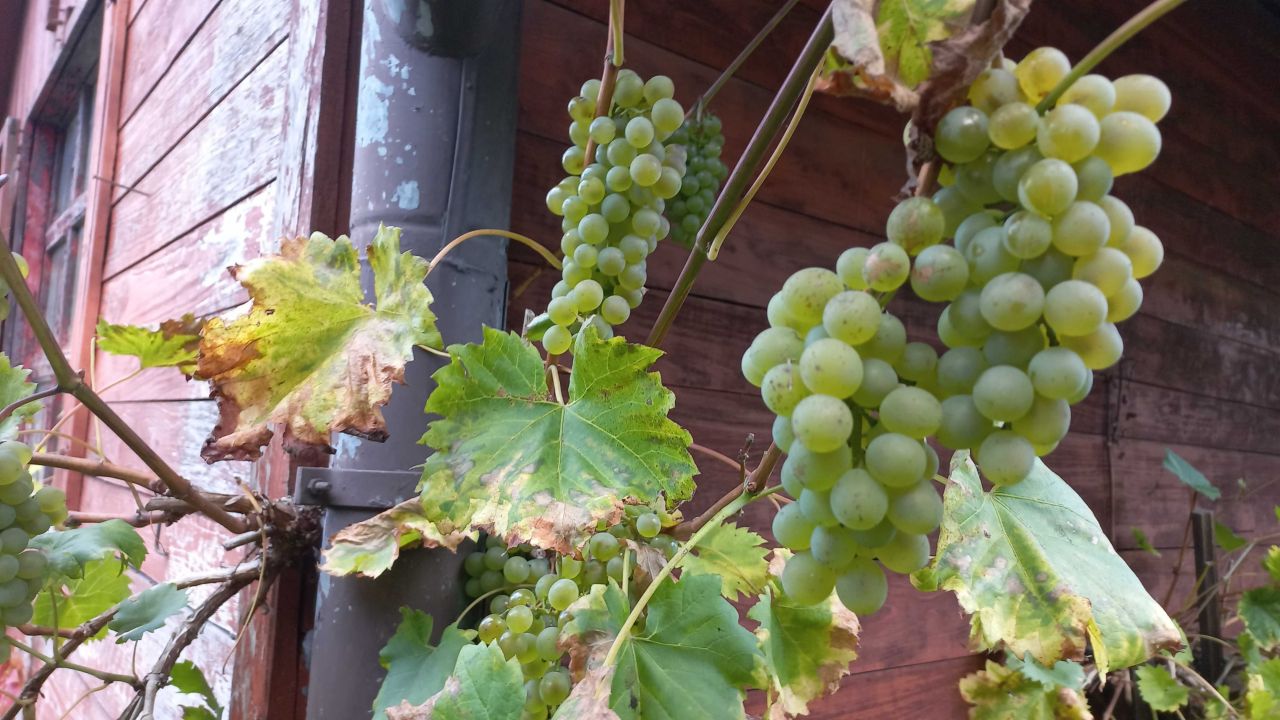 Działka rod Toruń Rudak. Zdjęcie 3