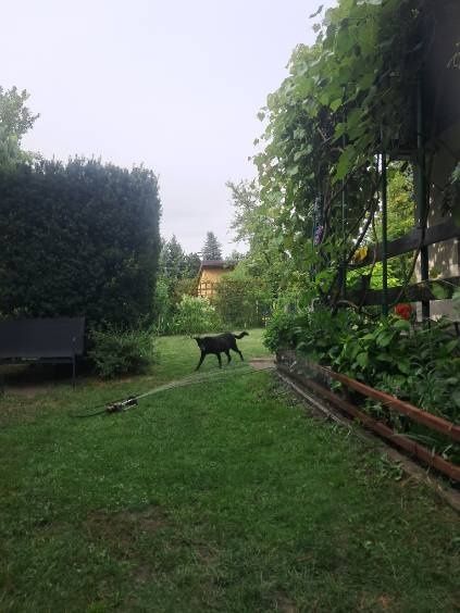 Działka rod Warszawa Białołęka, ul. Cieślewskich. Zdjęcie 4