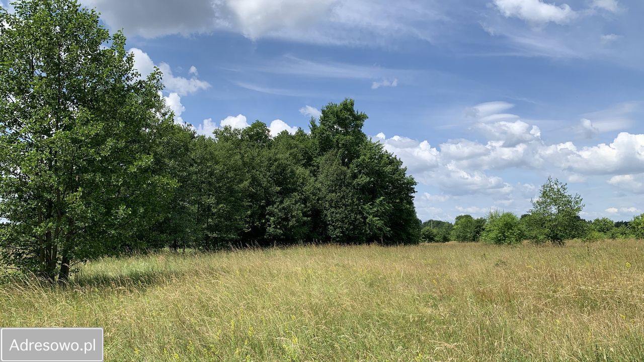 Działka budowlana Arciechów, ul. Dąbrowiecka. Zdjęcie 1