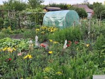 Działka rod Ostrowiec Świętokrzyski Kolonia Robotnicza, ul. Kolonia Robotnicza. Zdjęcie 2