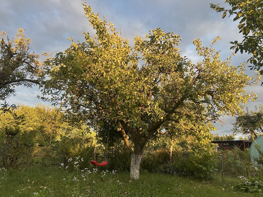 Działka rod Gorzów Wielkopolski, ul. Kombatantów. Zdjęcie 3