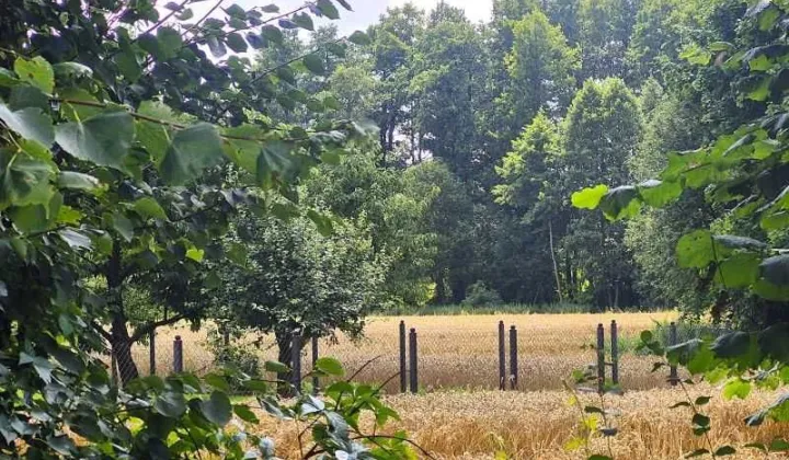 Działka rolno-budowlana Lisewo