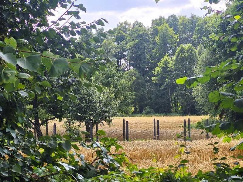 Działka rolno-budowlana Lisewo