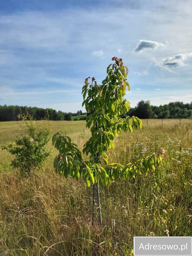 Działka budowlana Elganowo. Zdjęcie 12