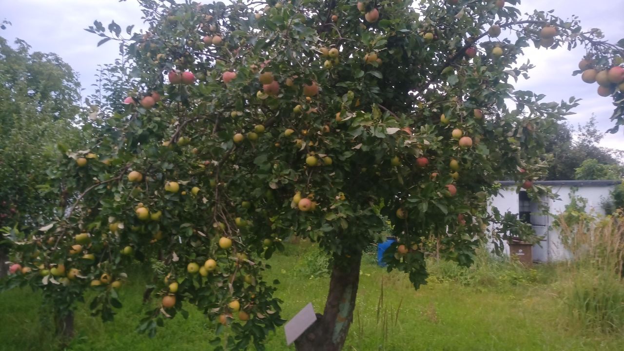 Działka rod Wrocław Muchobór Mały, ul. Klecińska. Zdjęcie 2