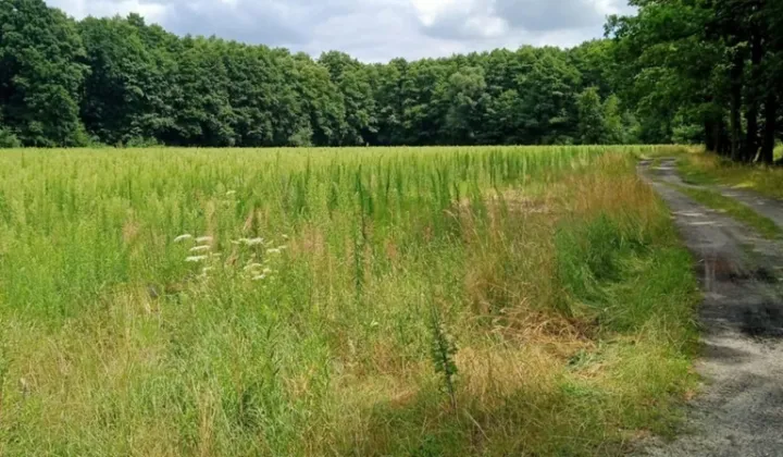 Działka rolna Dębina