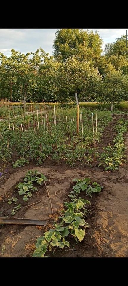 Działka rod Lubsko. Zdjęcie 7