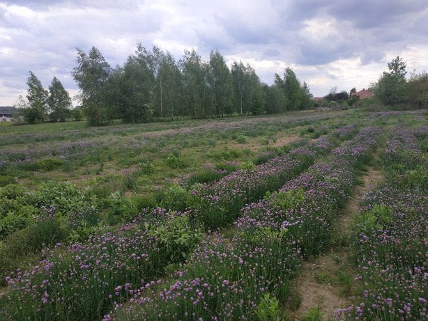 Działka budowlana Warszawa Wilanów, ul. Zakamarek. Zdjęcie 2