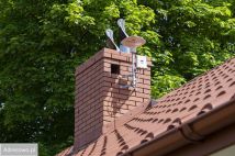 siedlisko, 3 pokoje Boleszyn Boleszyn-Kolonie. Zdjęcie 4