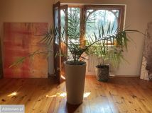 dom wolnostojący, 7 pokoi Bednary. Zdjęcie 2