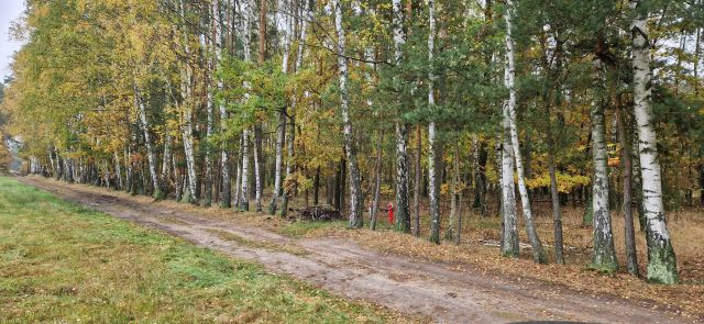 Działka leśna Budy-Grzybek. Zdjęcie 1