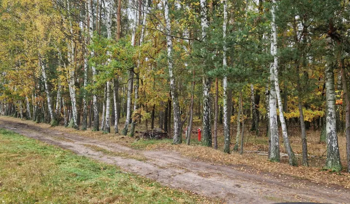 Działka leśna Budy-Grzybek