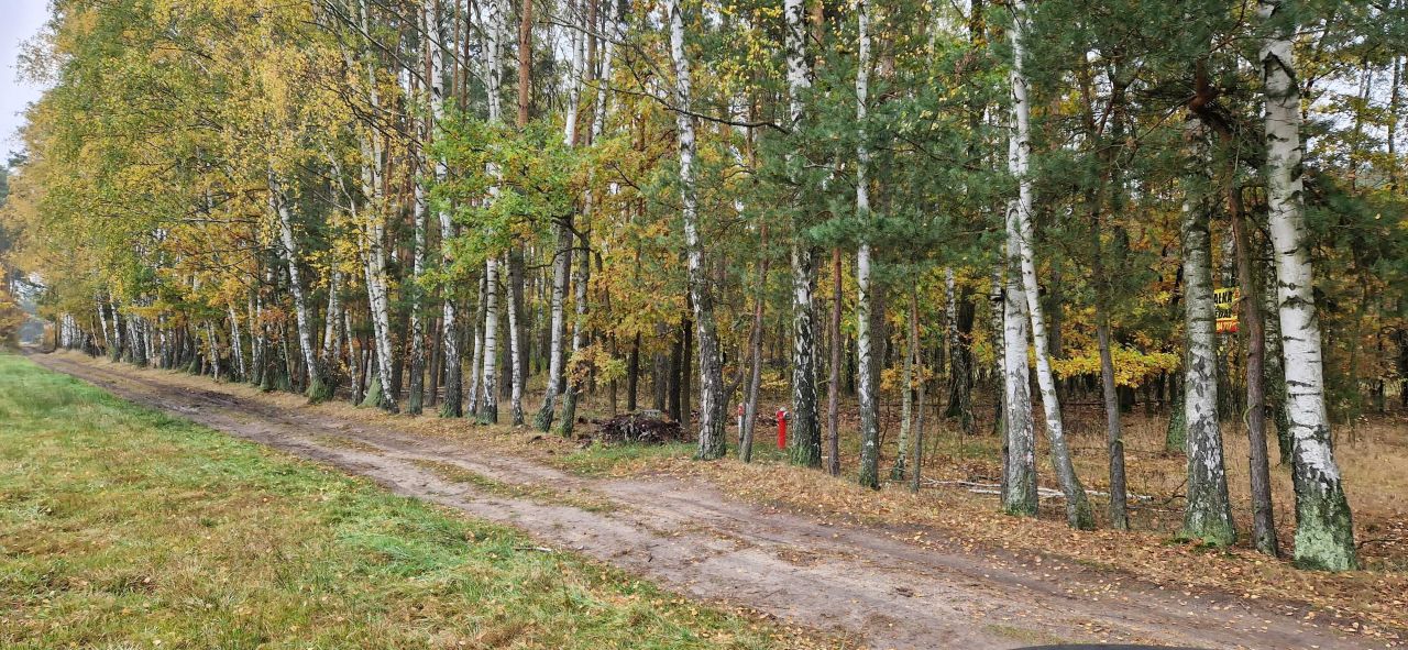 Działka leśna Budy-Grzybek. Zdjęcie 1
