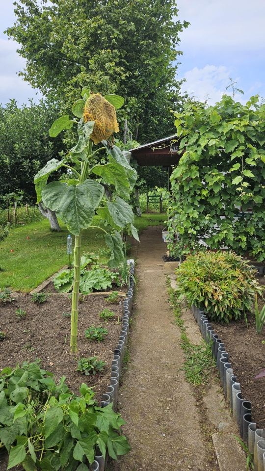 Działka rod Wołów, ul. Spacerowa. Zdjęcie 8