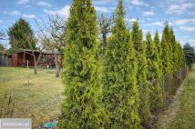 Działka rod Poznań Nowe Miasto, ul. Głuszyna. Zdjęcie 3