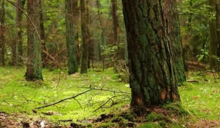 Działka leśna Chociw