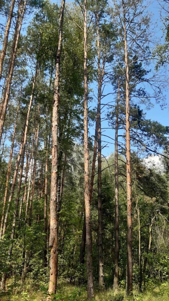 Działka leśna Biała Podlaska Sielczyk. Zdjęcie 4