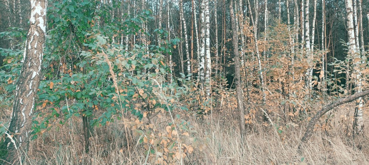 Działka leśna Popielżyn Górny. Zdjęcie 5