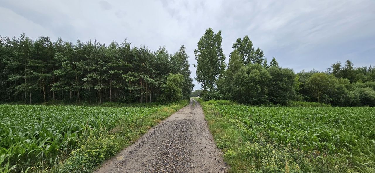 Działka leśna Łukoszyno-Borki. Zdjęcie 5
