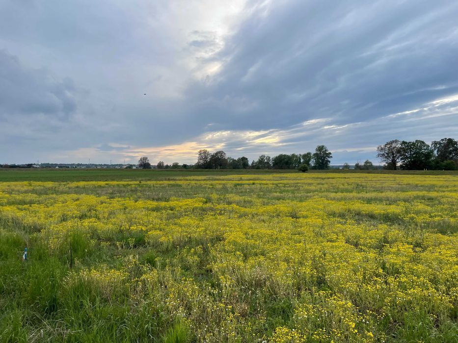 Działka budowlana Kwiatkowice. Zdjęcie 2