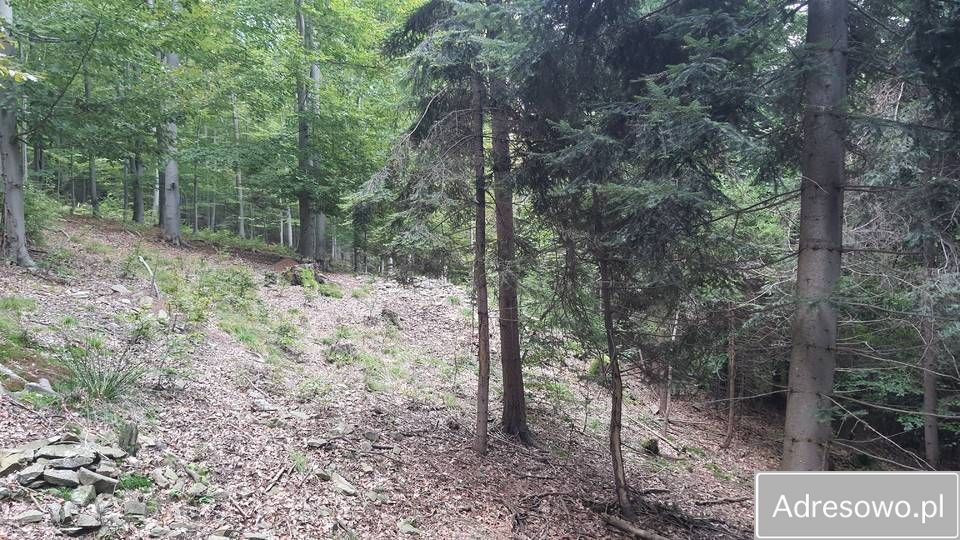Działka leśna Tokarnia. Zdjęcie 6