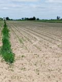 Działka rolna Zosinów Klotyldów. Zdjęcie 4