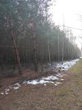 Działka leśna Kowale Kiczmachów, ul. Ożarowska. Zdjęcie 3