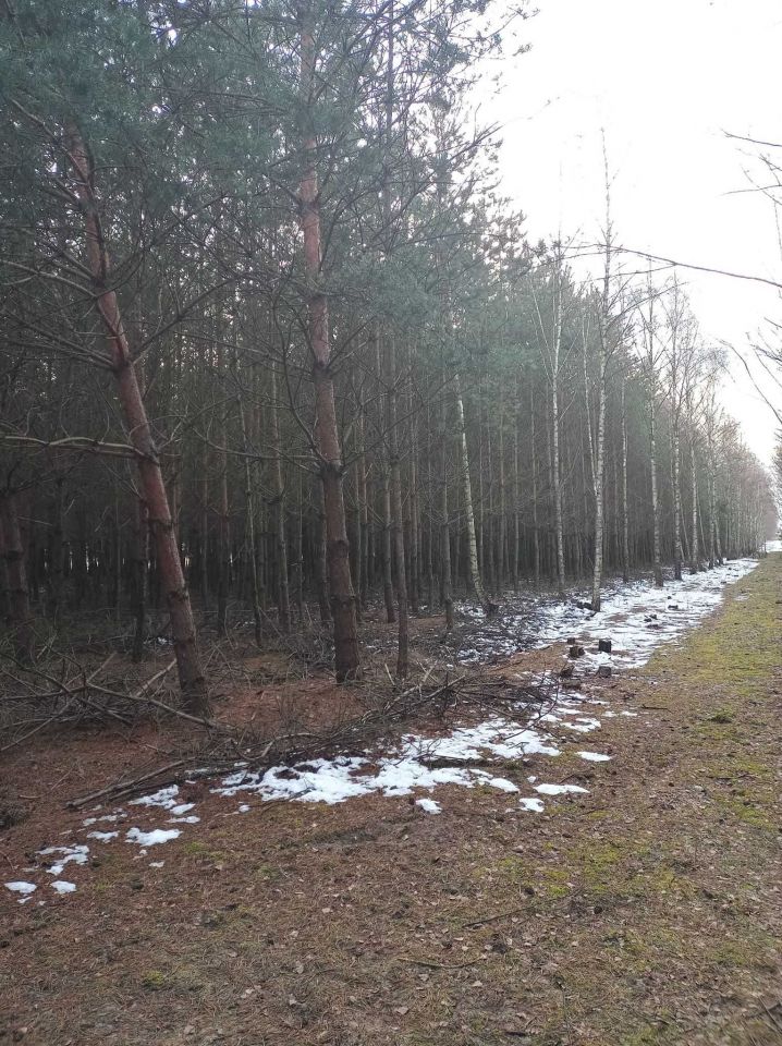 Działka leśna Kowale Kiczmachów, ul. Ożarowska. Zdjęcie 4