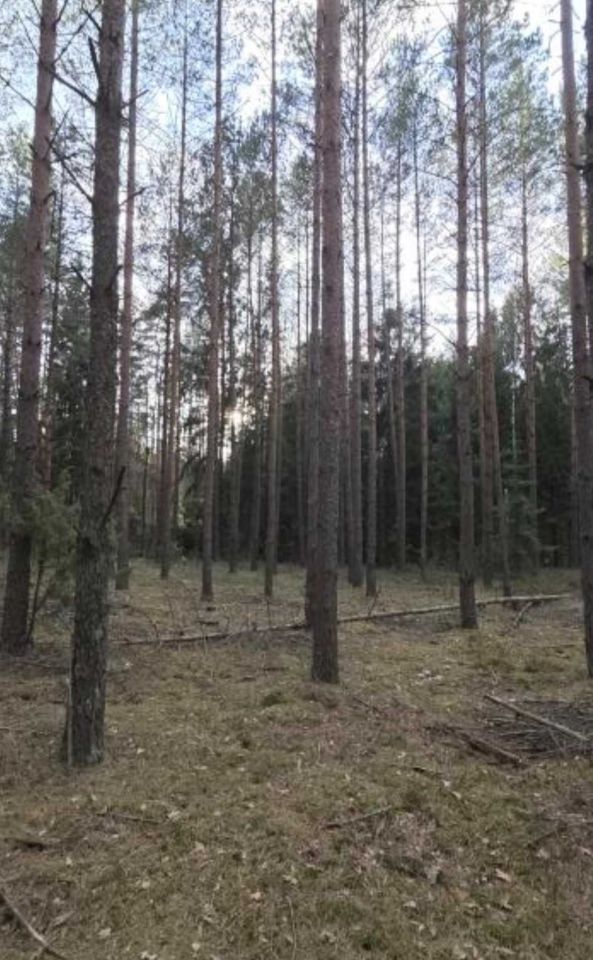 Działka leśna Motułka. Zdjęcie 4