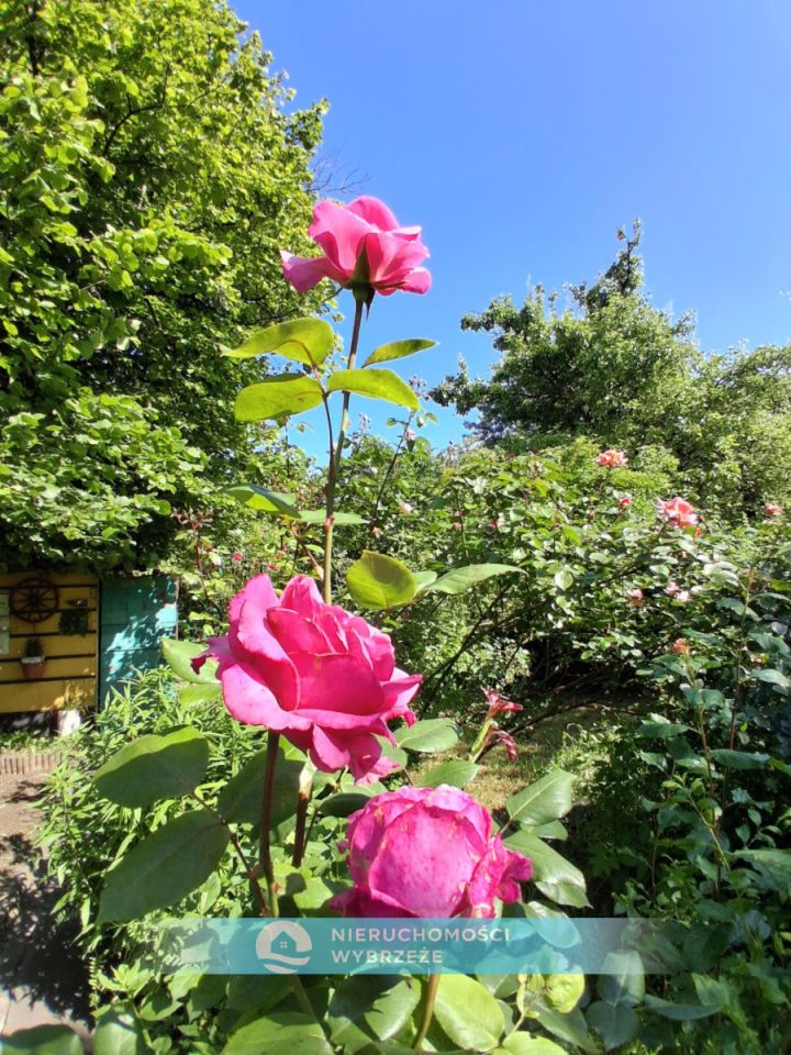 Działka rod Gdańsk Nowy Port, ul. Wyzwolenia. Zdjęcie 9